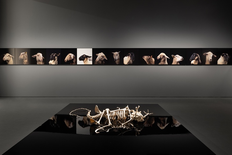 Το Τρίτο Πρόγραμμα 90.9 στο ΕΜΣΤ για την έκθεση «Why look at animals? - Δικαιοσύνη για τη μη ανθρώπινη ζωή»